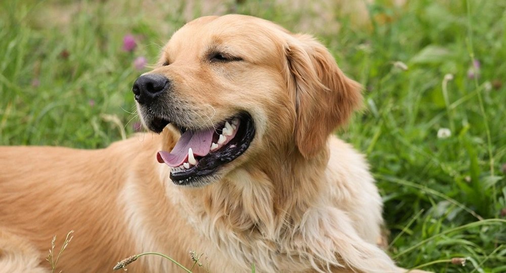 Golden retriever